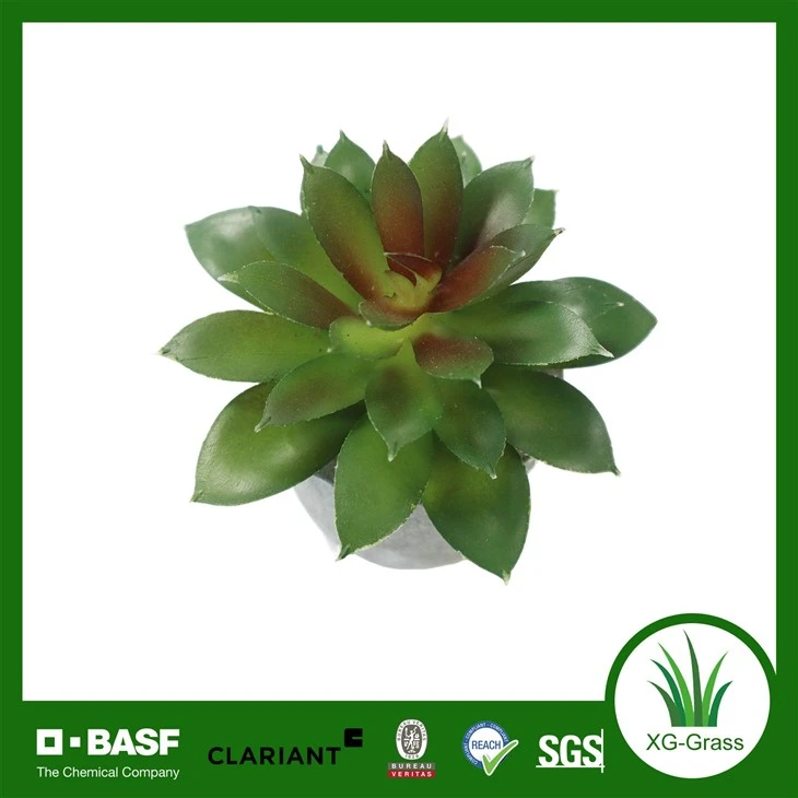 Xingu Lifelike Succulent Plant Decor For Home And Office Spaces manufacturers