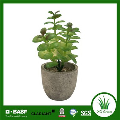 Xingu ainulaadsed mahlakad istutusmasinad, mis muudavad teie kodu sisekujunduse säravaks